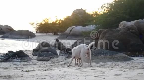 在美丽的日落时狗在海边玩耍慢动作1920x1080视频的预览图