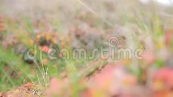 实地录像花田宇宙之花在田野里田间植物视频的预览图