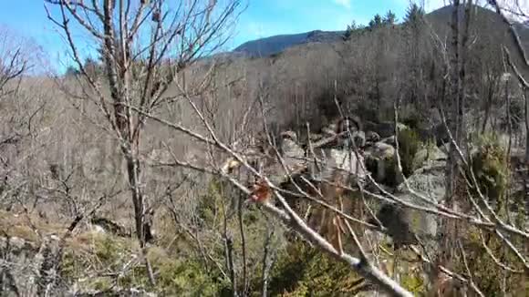 法国比利牛斯森林花岗岩块视频的预览图
