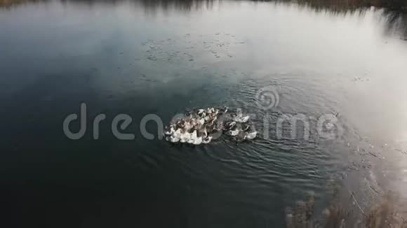 鹅在水中在河上游泳晴天视频的预览图