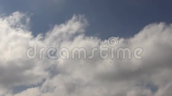 天空中的鸟群视频的预览图