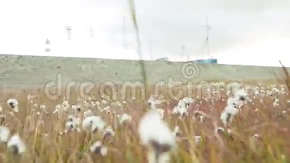 棉花田白成熟的棉花准备收割田间种植棉花视频的预览图