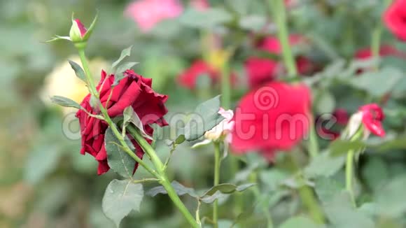 春天在花田里红玫瑰视频的预览图