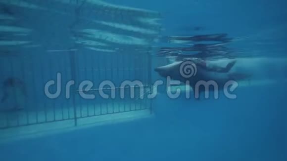 海豚馆的水下景观中海豚与驯兽师在浮池中游泳视频的预览图