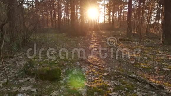 日落的光束穿过森林中的树木视频的预览图