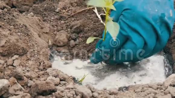女人在地上挖了一个绿色的保加利亚胡椒队伍近景视频的预览图