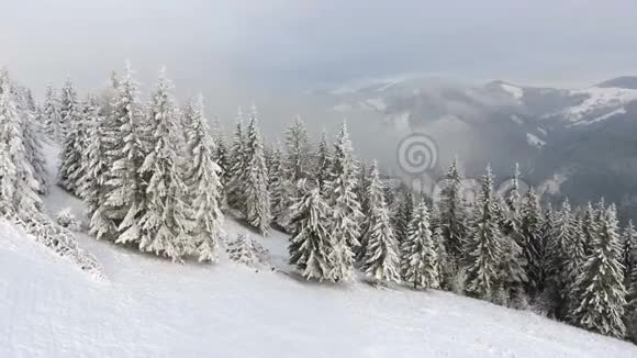 绕着一棵冻得很漂亮的树飞行冬天的故事令人赞叹的风景视频的预览图