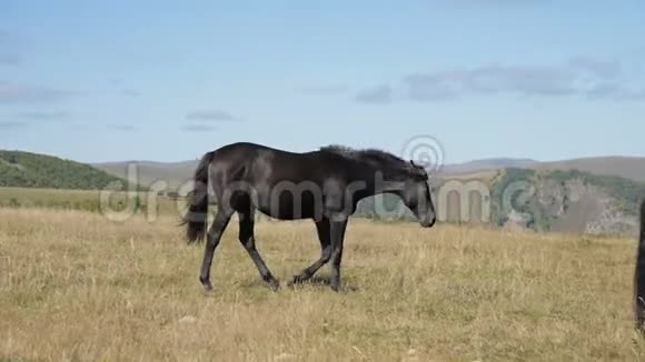 一匹黑色的家马在一个阳光明媚的秋日在一片山地草地上放牧农场马术概念视频的预览图
