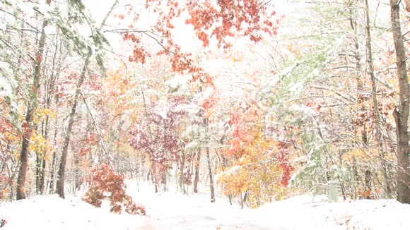 明亮发光的冬林视频的预览图