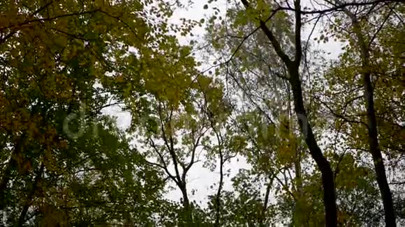 美丽的公园明亮的秋色视频的预览图