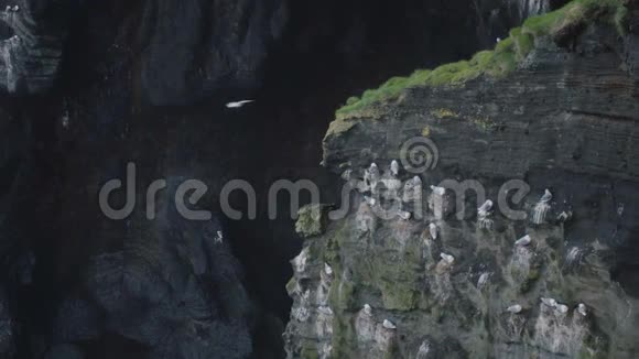 近景观黑火山山脉许多白鸥坐在冰岛的悬崖上视频的预览图