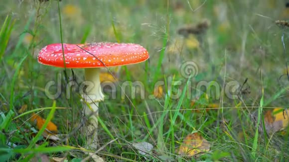 野生番红花木耳蘑菇盛开视频的预览图
