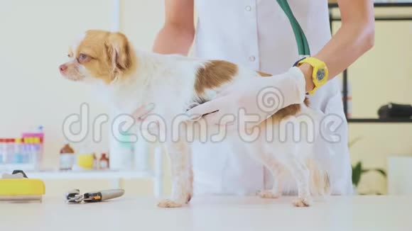 兽医诊所用听诊器检查狗视频的预览图