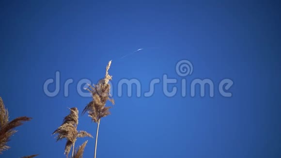 一张网和一根芦苇在蓝天的背景下迎风飘扬博尔格勒斯基地区视频的预览图