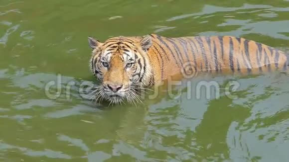 孟加拉虎在池塘里游泳的慢动作视频的预览图