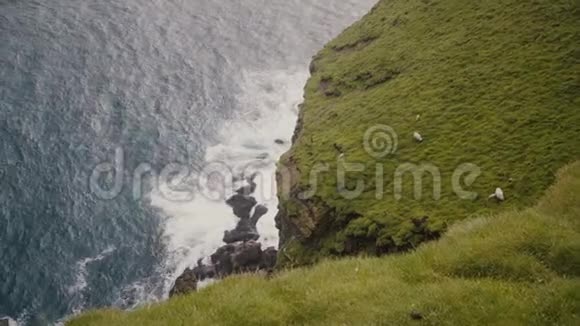 羊群在田里放牧海景海浪拍打着黑色的岩石覆盖着冰岛的苔藓视频的预览图