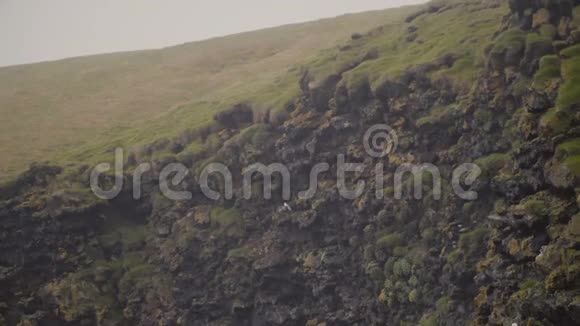 冰岛维斯特曼尼亚尔悬崖峭壁的美丽景观火山黑岩上的海鸥视频的预览图