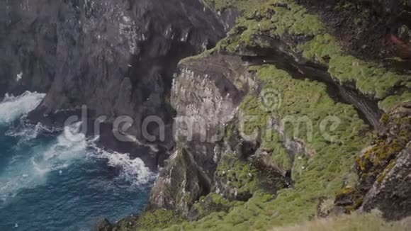 美丽的风景海鸥在悬崖附近飞翔黑色的火山山覆盖着冰岛的苔藓视频的预览图