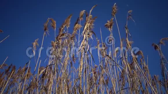 芦苇在蓝天的背景下迎风飘扬视频的预览图