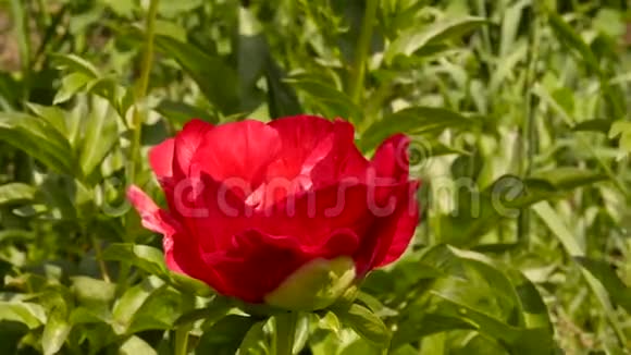 茶玫瑰花在阳光下绽放的特写花蕾满是粉红色的油玫瑰花在花园里4K视频的预览图