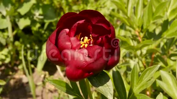 茶玫瑰花在阳光下绽放的特写花蕾满是粉红色的油玫瑰花在花园里4K视频的预览图