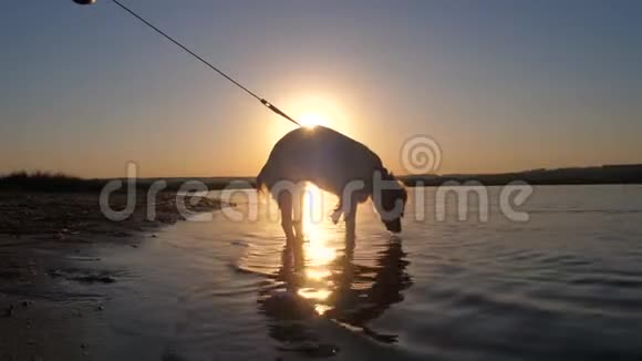 狗站在水里日落时喝水慢动作视频的预览图