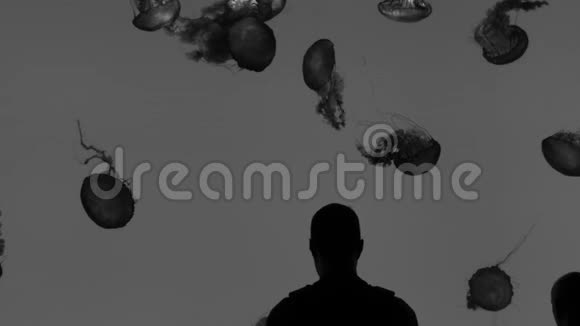 黑白水母视频的预览图