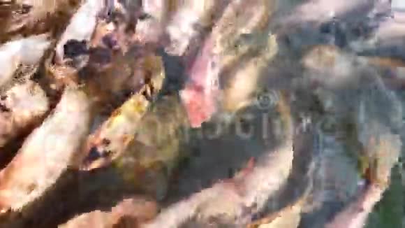 许多尼罗河红蒂拉皮亚鱼在池塘游泳养鱼场4k超高清视频的预览图