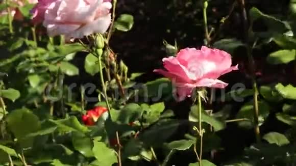 美丽的粉红色玫瑰视频的预览图