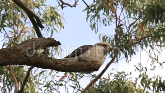 澳大利亚内陆的Kookaburra视频的预览图