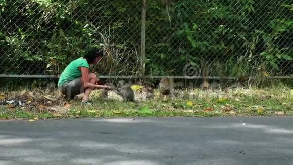 女人喂猴子视频的预览图