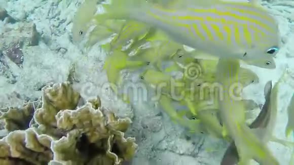 一群黄鱼在巴奈尔安提尔斯岛的水下视频的预览图