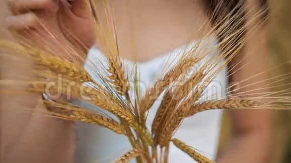 穿着国家白色衬衫的女人手里拿着金色田野背景上成熟的麦穗收获视频的预览图