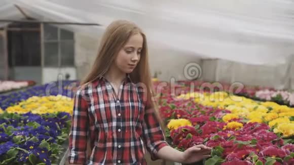 漂亮的女孩走路看和选择花盆在温室4K视频的预览图