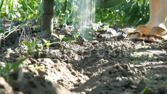 女人在花园里给年轻的植物浇芽从浇水中喷出的水可以流向土壤视频的预览图