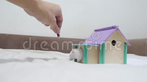 一个人用手喂养一只正在为食物而战的老鼠用后腿站起来特技从木屋顶出来嗅鼻子视频的预览图