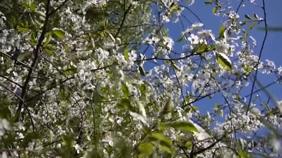 花树天樱花枝蓝天背景视频镜头静态摄像机视频的预览图
