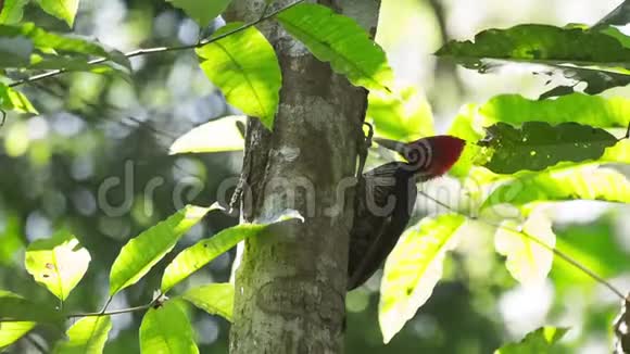 苍白的啄木鸟视频的预览图