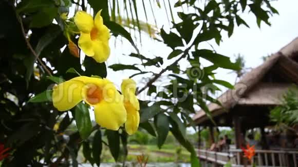 热带黄色的花在树上视频的预览图