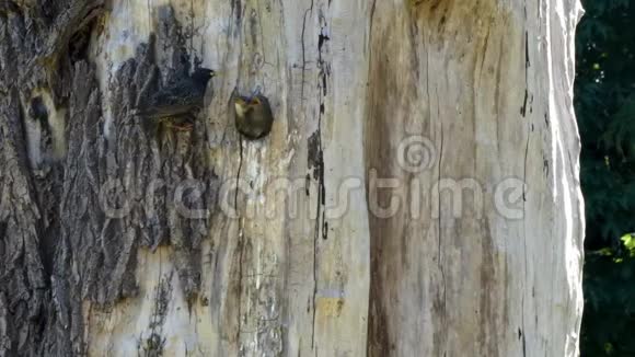 小知更鸟坐在树上的圆洞里视频的预览图
