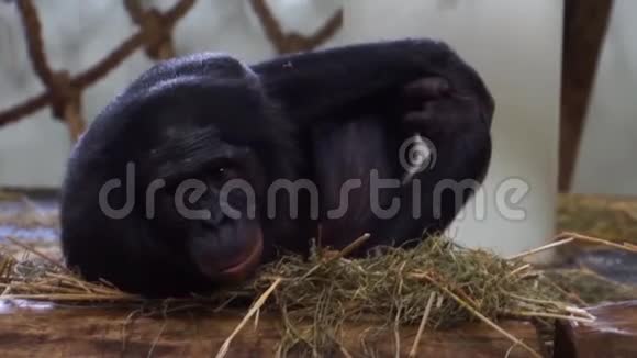 倭黑猩猩特写人猿侏儒黑猩猩非洲濒危动物视频的预览图