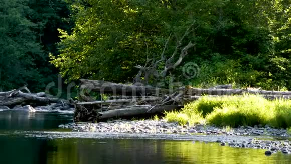 在晴朗的阴天快速的河流穿过针叶林视频的预览图