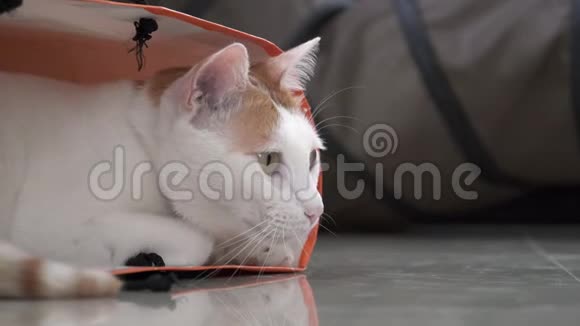 雄手玩白姜家猫坐在地板上的纸袋里有趣的宠物保护游乐场视频的预览图