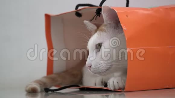 雄手玩白姜家猫坐在地板上的纸袋里有趣的宠物保护游乐场视频的预览图