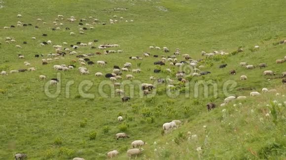 在山坡上放牧羊群视频的预览图