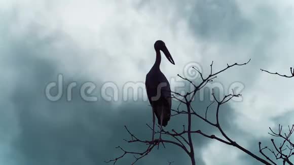亚洲鸟剪影坐在大树上的鸟视频的预览图