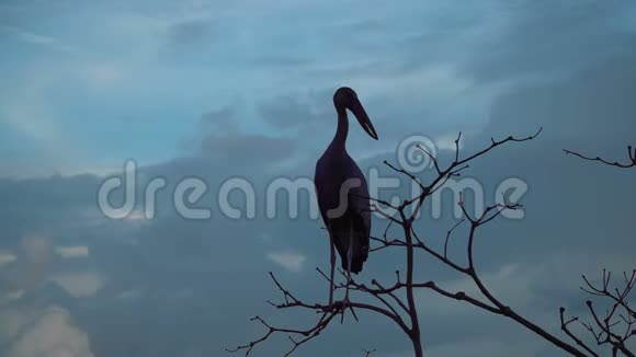 亚洲鸟剪影坐在大树上的鸟视频的预览图