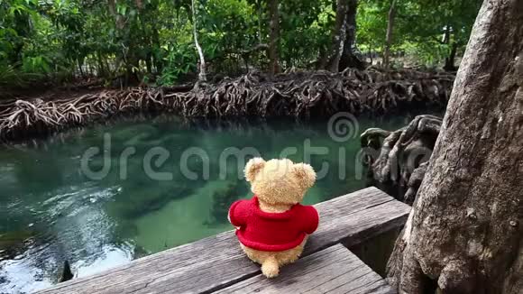 泰迪熊坐在天然运河附近的一座桥上清澈的绿色溪流流经红树林根视频的预览图