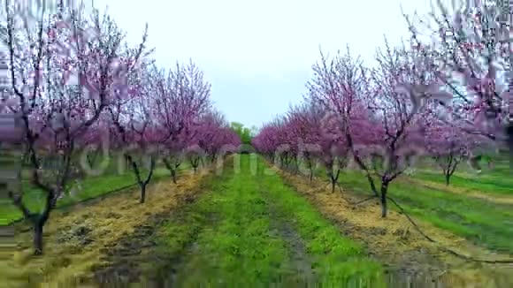 鸟瞰乡村一朵盛开的果树桃李和油桃树视频的预览图