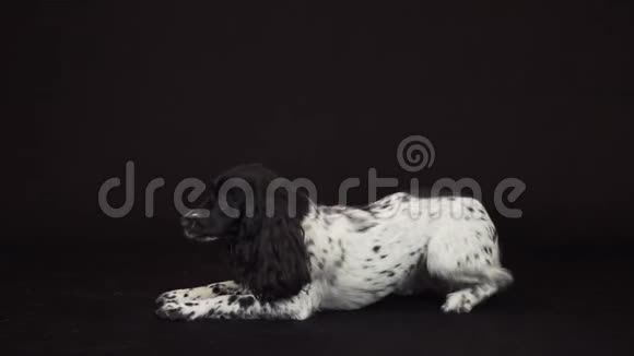 美丽的雌性猎犬在黑色背景的股票录像上鞠躬视频的预览图